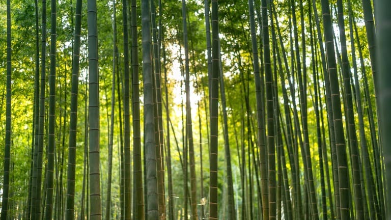 Forêt de bambous baignée de lumière symbolisant la profondeur méditative et l'état hypnotique zen