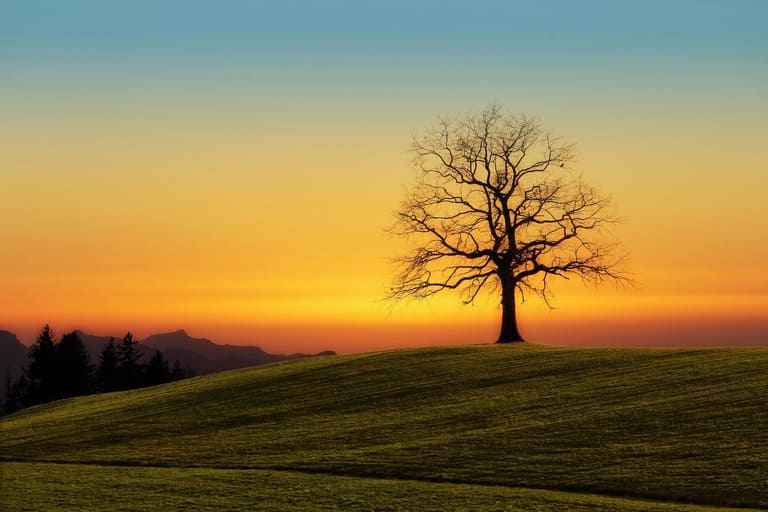 Arbre solitaire au coucher du soleil symbolisant la résilience et la reconstruction après un trouble de stress post-traumatique