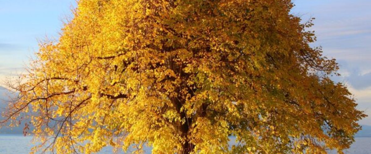 La sophrologie, une thérapie naturelle pour apaiser le mental